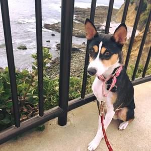 Meet your Posher, Ginny